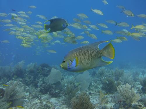 Blue Angelfish