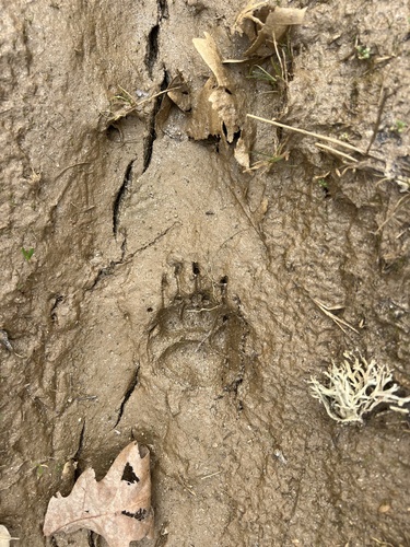 European Badger