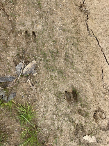 Western Roe Deer