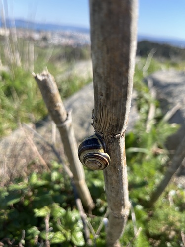 Cepaea nemoralis