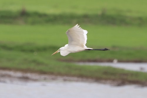 Great Egret