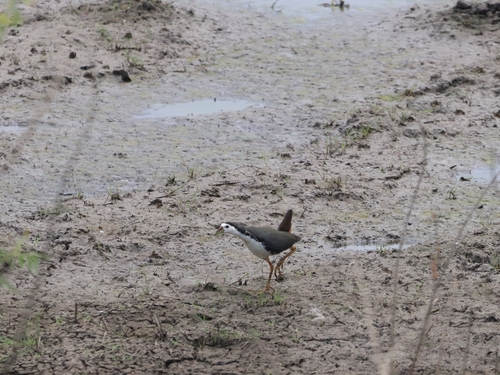White-breasted Waterhen