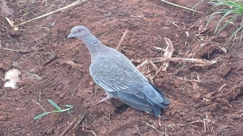 Picazuro Pigeon
