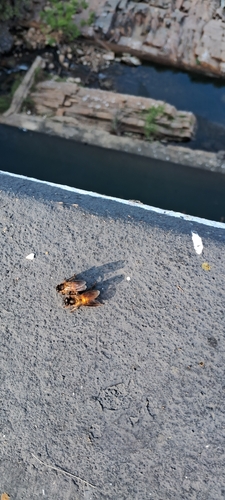 Giant Honey Bee