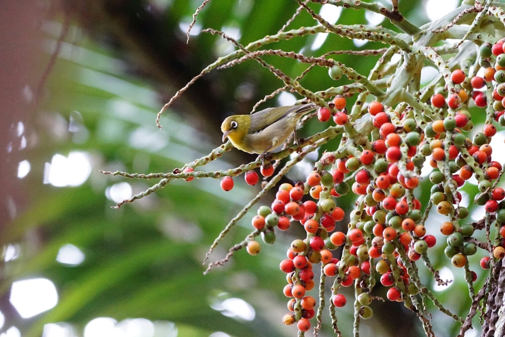 Slender-billed White-eye (Zosterops tenuirostris) photo