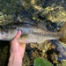 Florida Largemouth Bass - Photo (c) species_spotlight, all rights reserved, uploaded by species_spotlight
