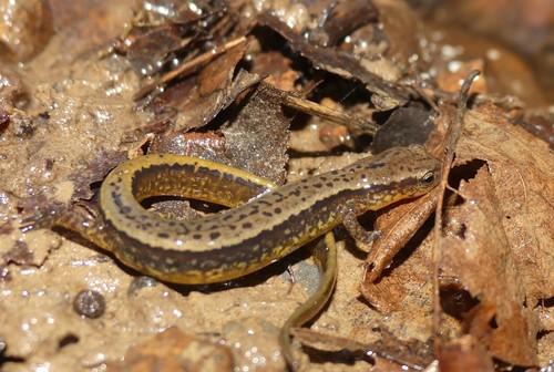 Southern Two-lined Salamander