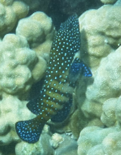 Cephalopholis argus