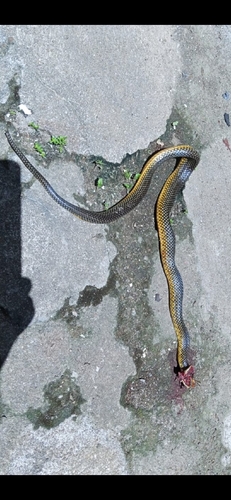 Military Ground Snake