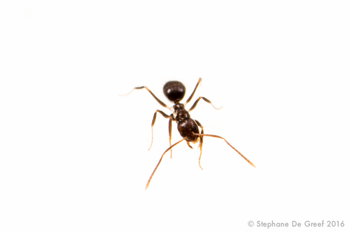 Nylanderia steinheili