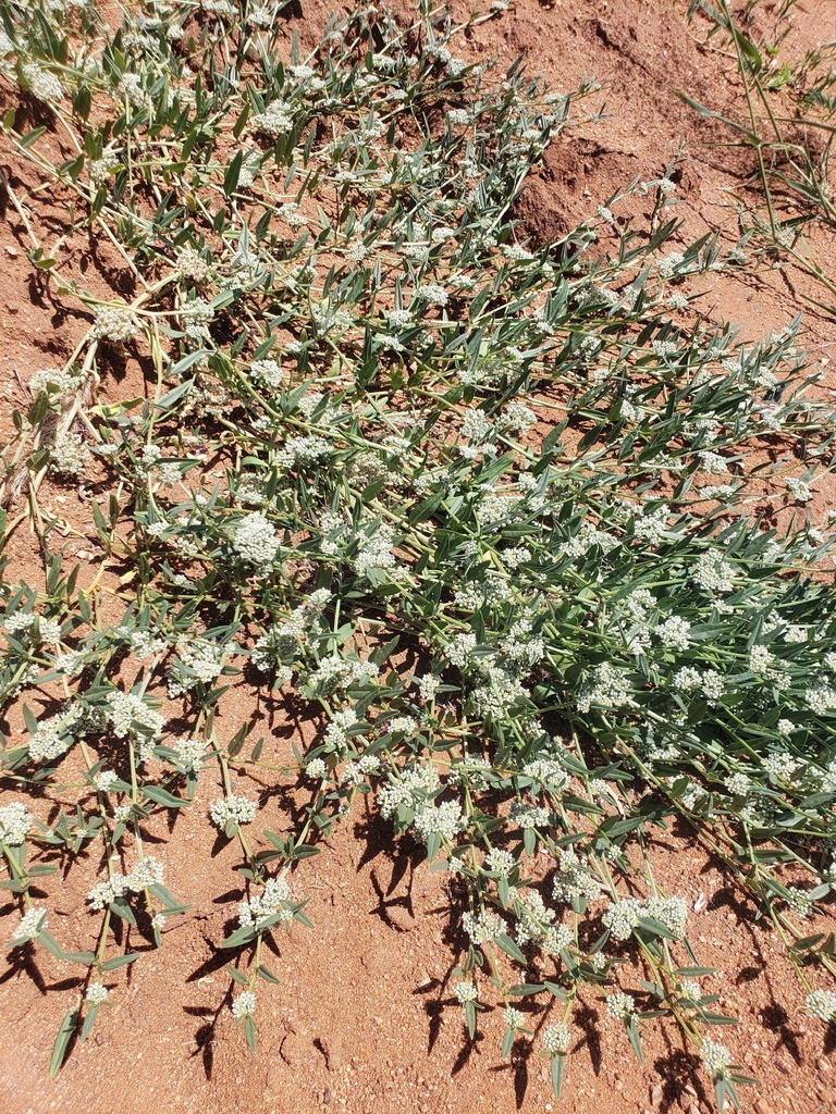 Juru Lizardfoot from Omaruru, NA-ER, NA on March 17, 2026 at 11:59 AM ...