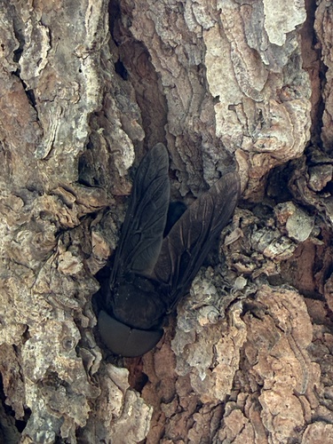 Unknown species found near Spring, TX, US