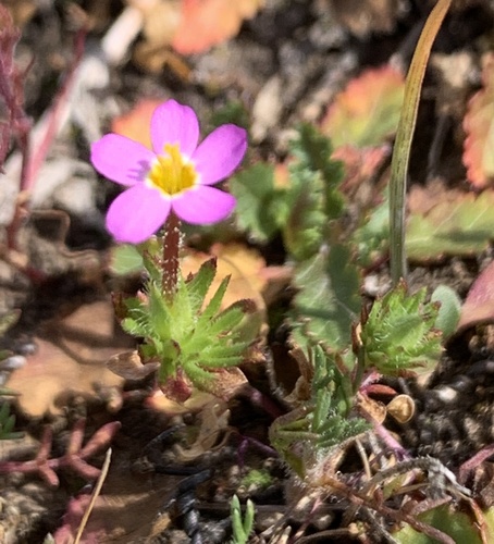 iNaturalist observation photo of Bicolor Babystars