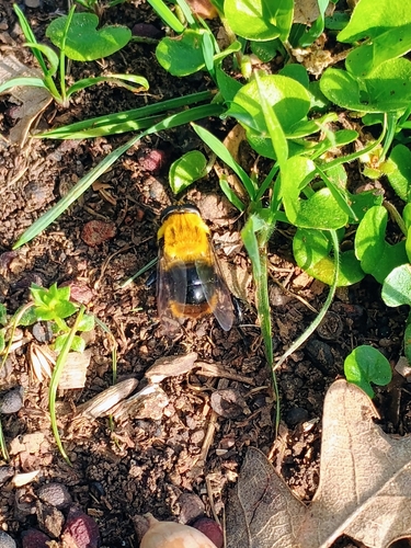 Unknown species found near Lewisville, TX 75067, USA