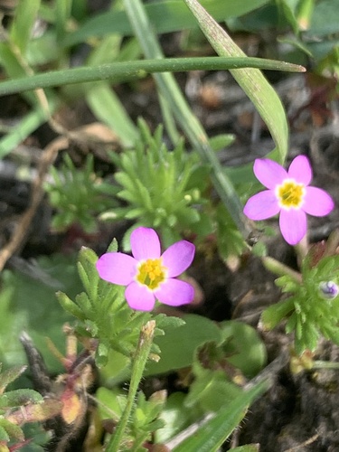 iNaturalist observation photo of Bicolor Babystars