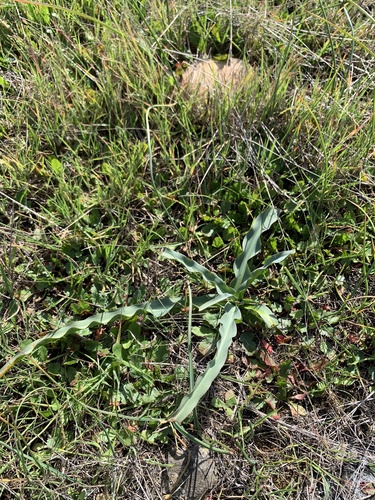 iNaturalist observation photo of wavy-leafed soap plant