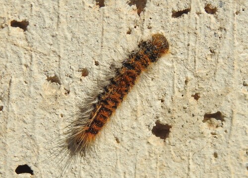 Avistamiento Thaumetopoea pityocampa