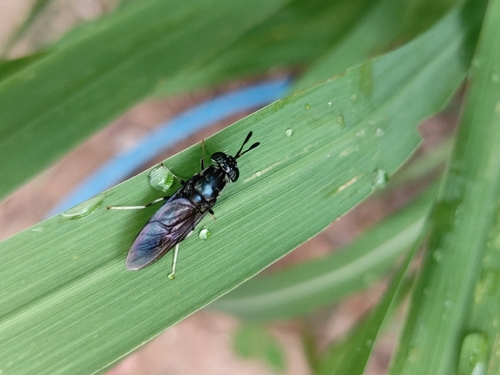 Black Soldier Fly
