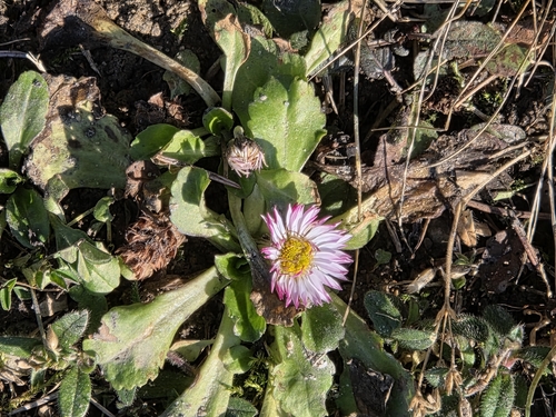 Lawn daisy