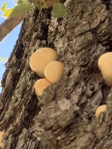 iNaturalist observation photo of Veiled Polypore