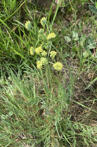 iNaturalist observation photo of Lomatium caruifolium denticulatum