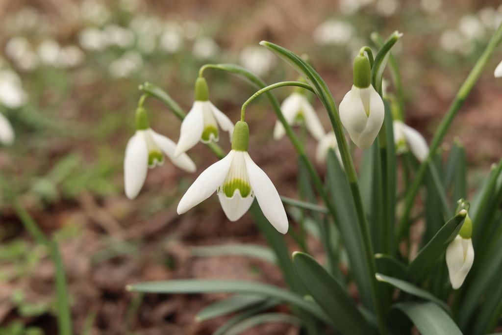 Galanthus nivalis