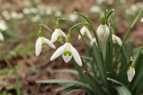common snowdrop