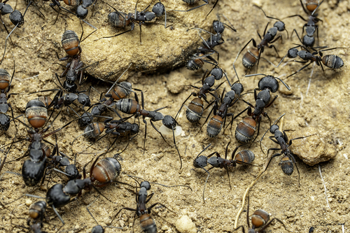 Blood-spotted Sugar Ant