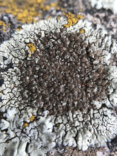 Sagebrush Rim-lichen