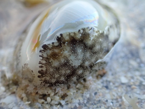 Gold Ring Cowry
