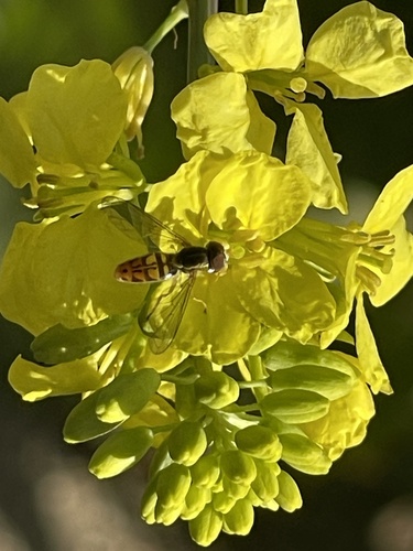 Unknown species found near San Diego, California, United States