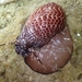 Partridge Tun Snail - Photo (c) yalan, all rights reserved, uploaded by yalan
