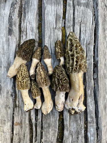 Black Morels