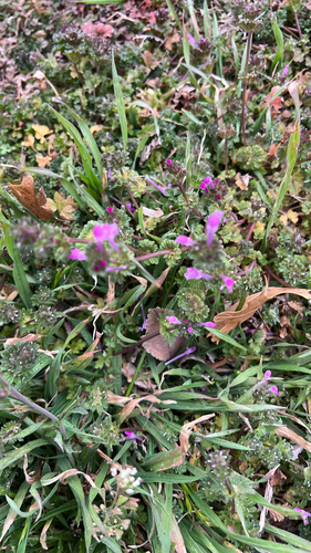 henbit deadnettle