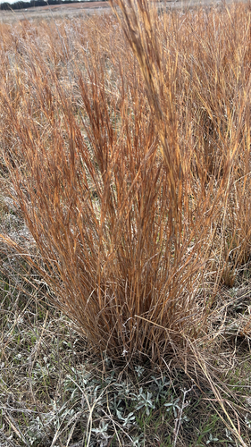 little bluestem