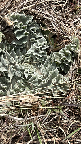 wavyleaf thistle