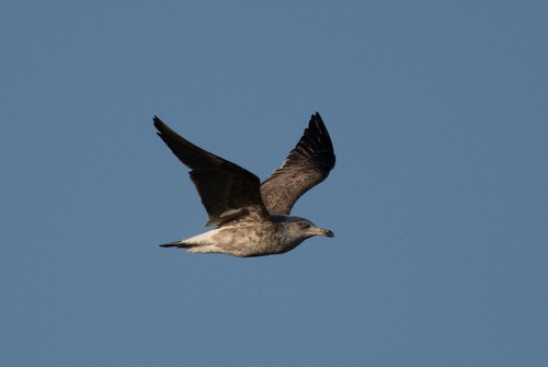Avistamiento Gaviota Dorsinegra Menor