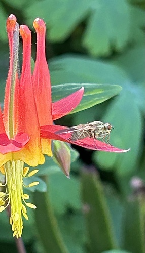 Unknown species found near Marin Headlands, Sausalito, CA, US