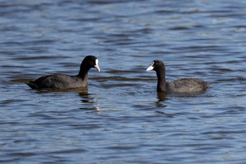Avistamiento Fulica atra