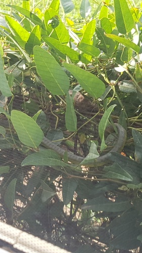 Common Tree Snake sighting