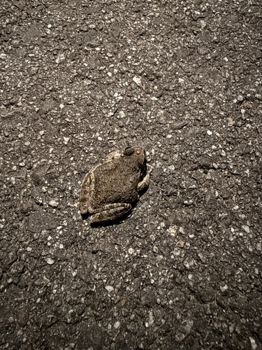 iNaturalist observation photo of Pacific chorus frog