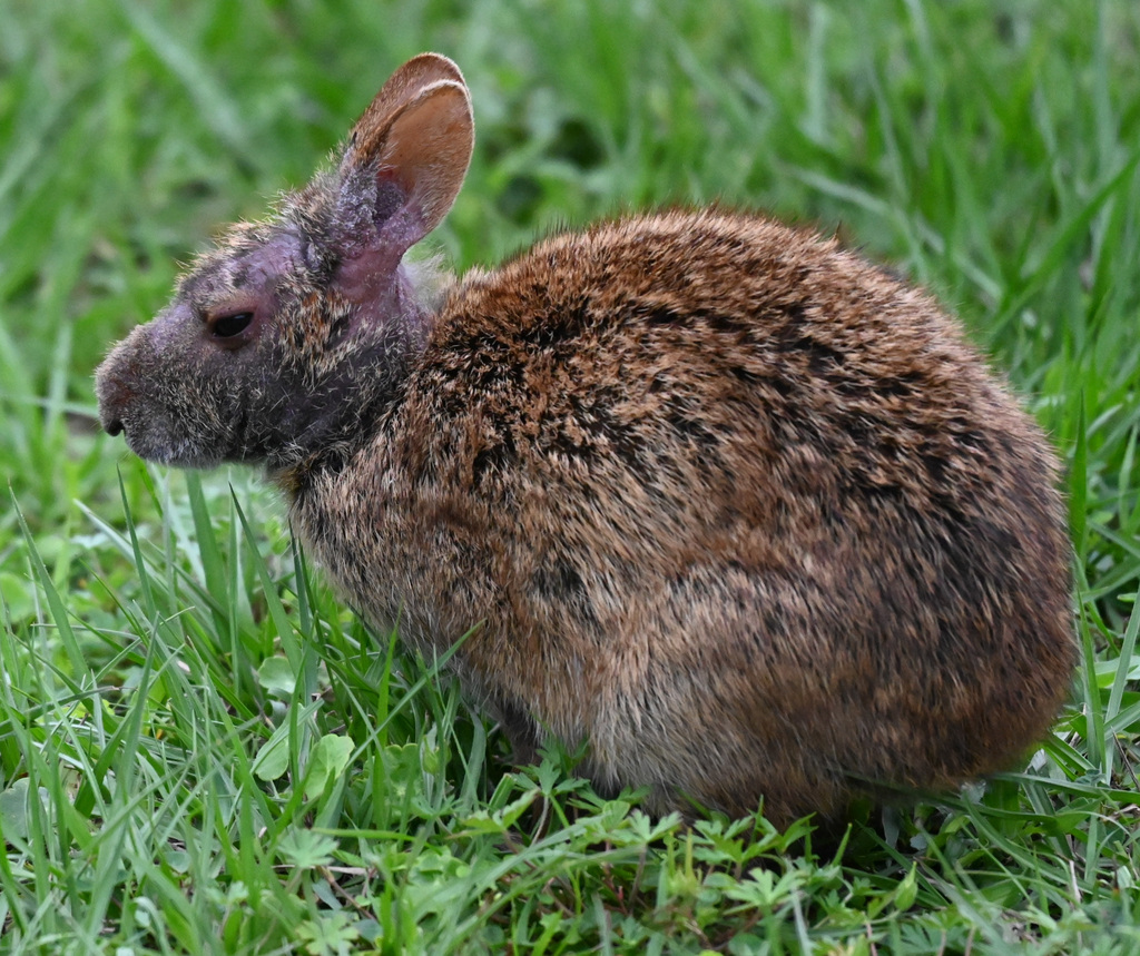 Marsh Rabbit from Palm Beach County, FL, USA on March 17, 2026 at 02:12 ...