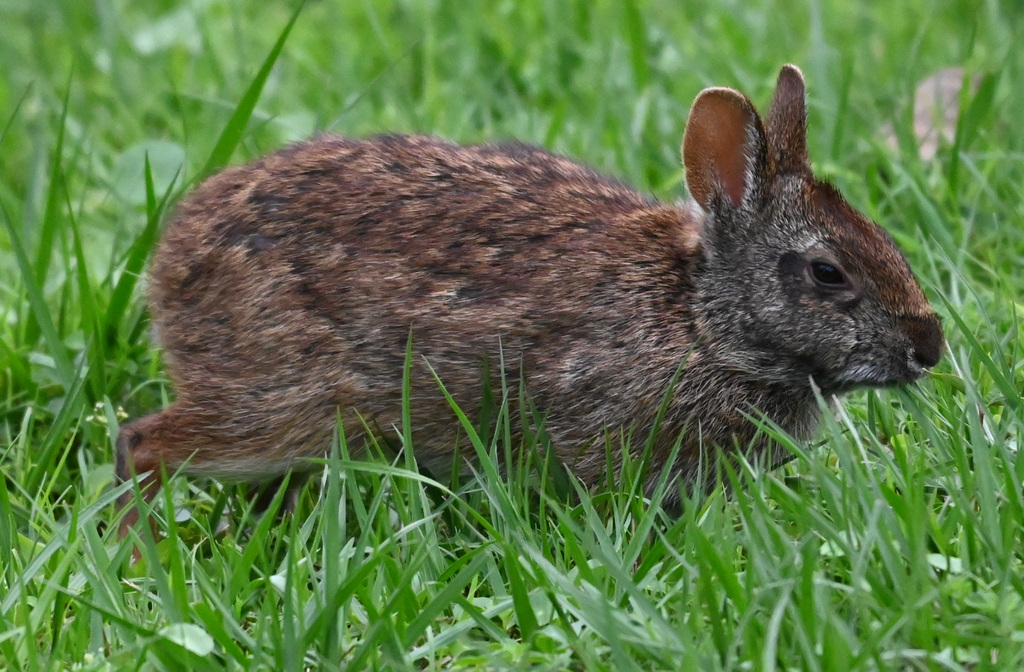 Marsh Rabbit from Palm Beach County, FL, USA on March 17, 2026 at 02:12 ...