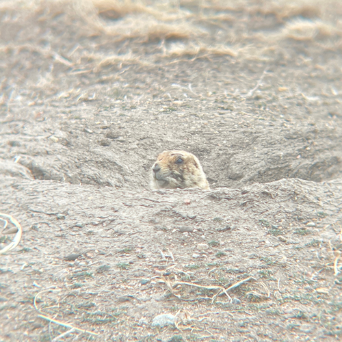 Black-tailed Prairie Dog