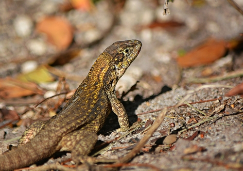 Northern Curly-tailed Lizard
