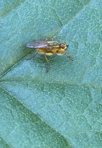 Unknown species found near Marin Headlands, Sausalito, CA, US
