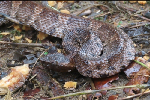 Ecuadorian Toadheaded Pitviper