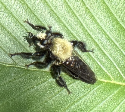 Unknown species found near Brazos Bend State Park, Needville, TX, US