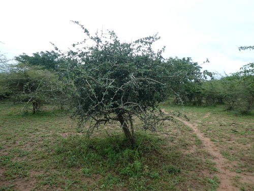 Black Monkey Orange