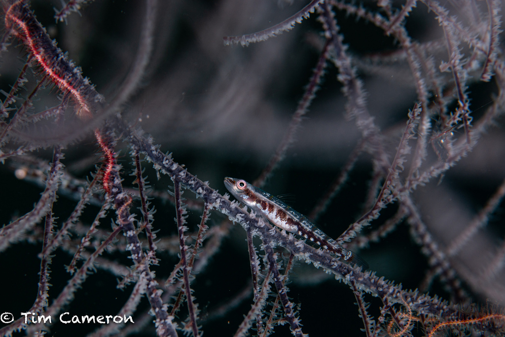 Black Coral Tree
